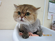 IMG_0430[1]_thumb.png